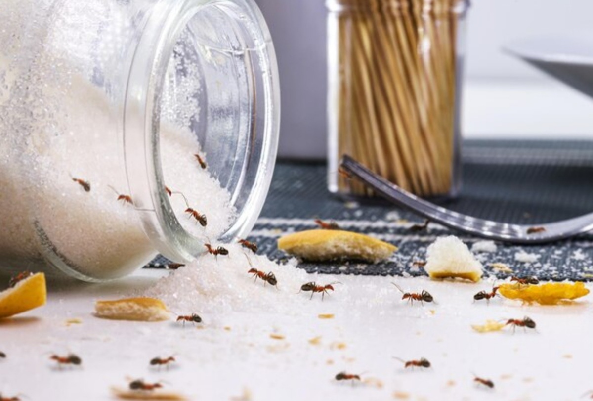 Inilah 5 Tips Mengusir Semut dari Toples Gula Menggunakan Bahan Dapur, Bikin Semut Auto Kabur! 