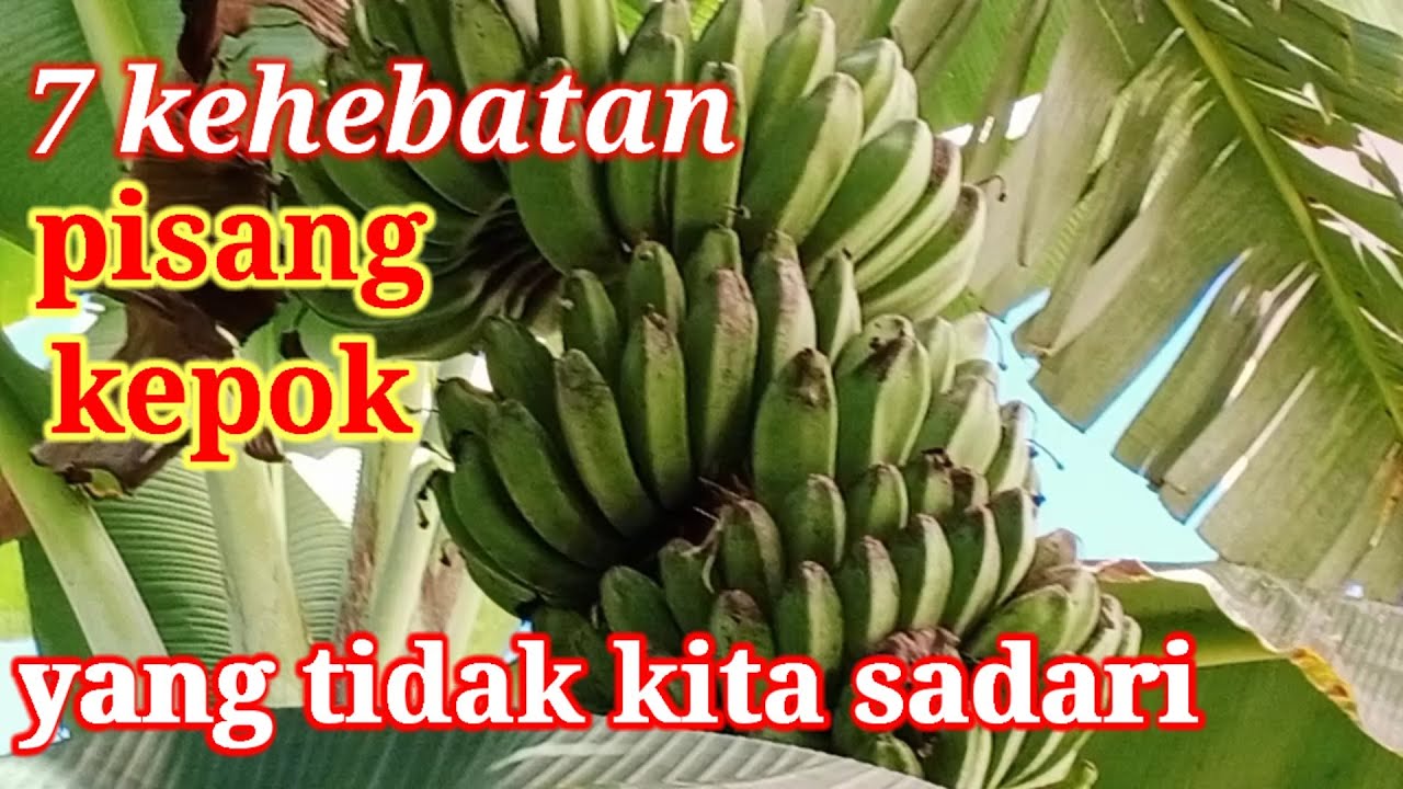 Ini Dia 3 Manfaat Makan Pisang Kepok setelah Makan Malam, Ternyata Bisa Sembuhkan Asam Lambung!