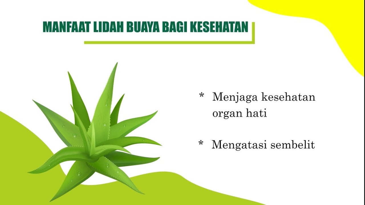 Khasiat Kesehatan dari Lidah Buaya Untuk Tubuh, Mau Tahu?