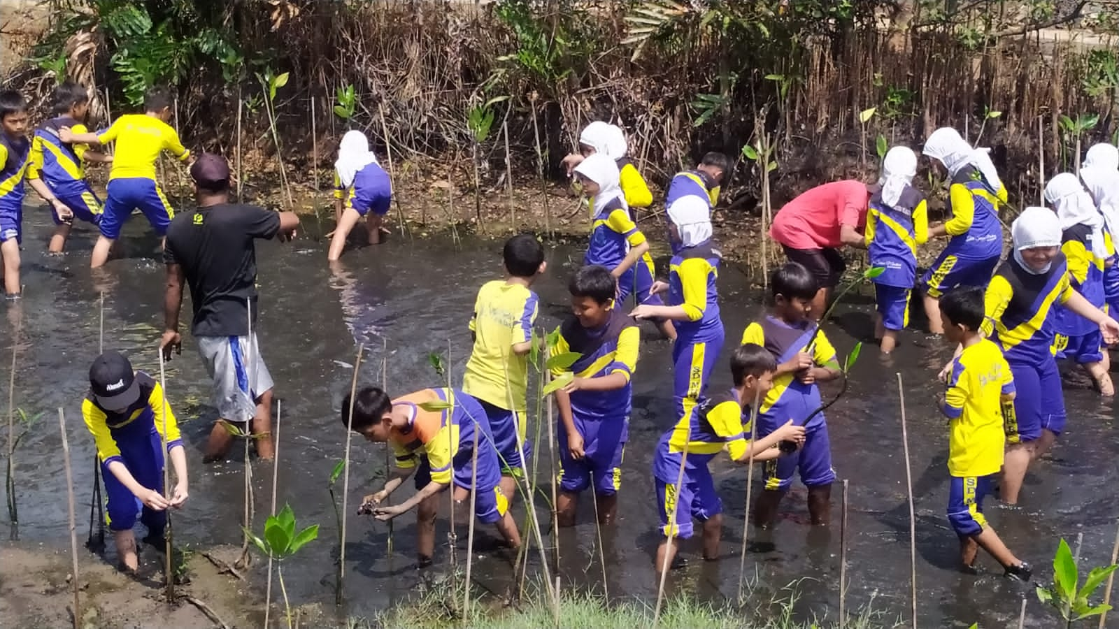 P5 SD Muhammadiyah Bligo 01, Pengenalan Lingkungan dan Penanaman Bibit Mangrove