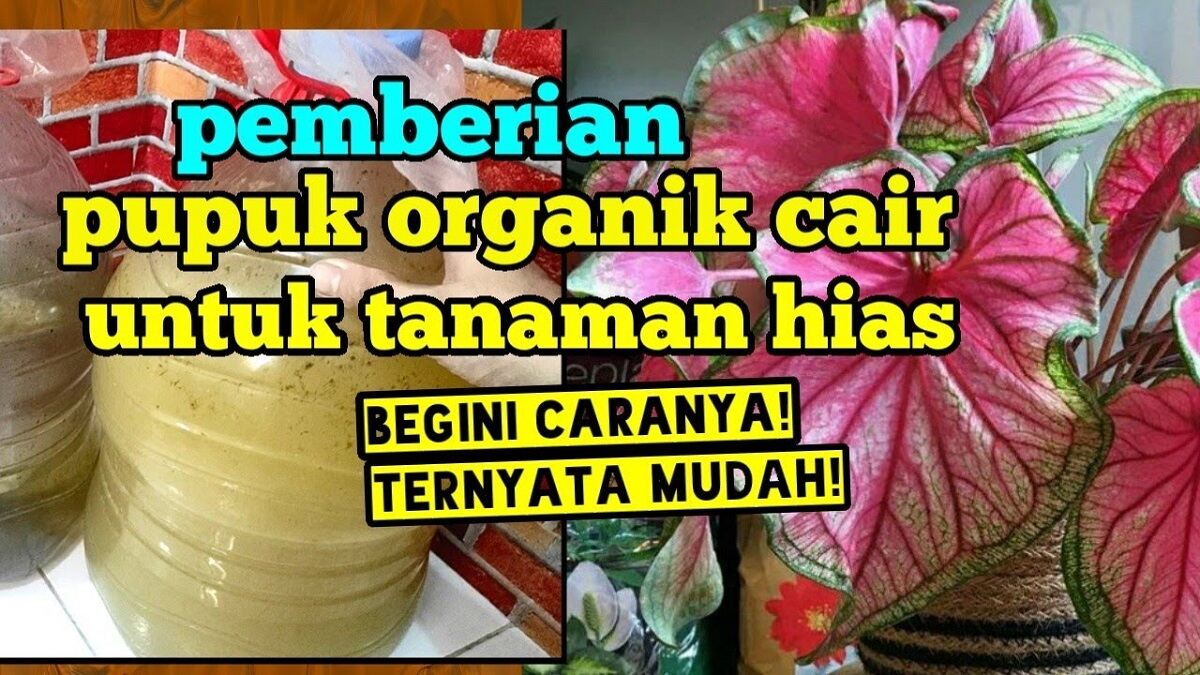 Begini Cara Membuat Pupuk Organik dari Air Rebusan Daun Salam untuk Tanaman Hias, Solusi Hemat Namun Efektif!