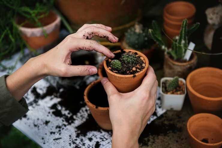 Buktikan Sendiri Di Rumah, Inilah 7 Cara Menanam Kaktus Di Dalam Rumah Agar Sehat dan Tumbuh Subur