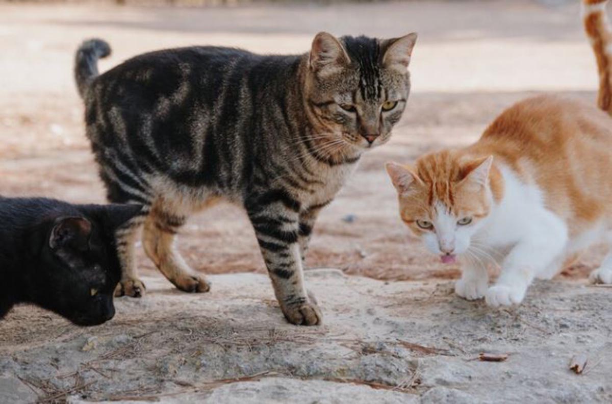 Aroma Pasir yang Disukai Kucing: Tips Memilih Pasir yang Cocok sekaligus Menghilangkan Bau Tak Sedap