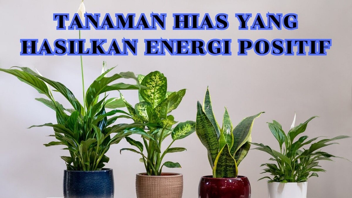 Inilah 4 Tanaman Hias yang Mampu memancarkan Energi Positif di Dalam Ruangan, Ketahui Sekarang Juga!