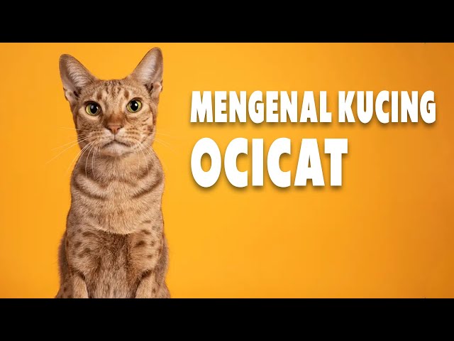 Fakta Menarik Kucing Ras Ocicat, Penampilannya Liar Namun Eksotis!