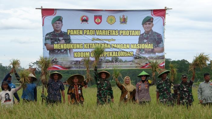 Kodim 0710 Pekalongan Panen Padi Protani di Desa Kulu, Tinggi Protein Cocok untuk Tangani Stunting