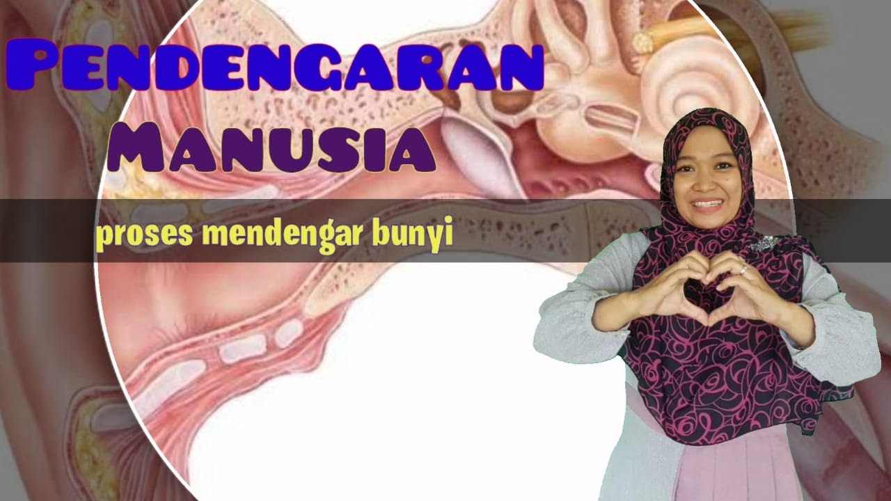 Mekanisme Pendengaran pada Manusia dan 3 Bagian Telinga yang Wajib Kalian Ketahui