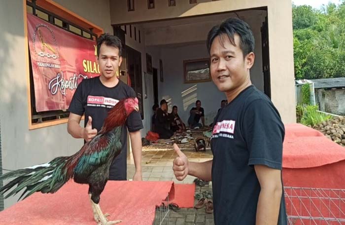 Kontes Ayam Hias Ekor Lidi Kembali Digelar