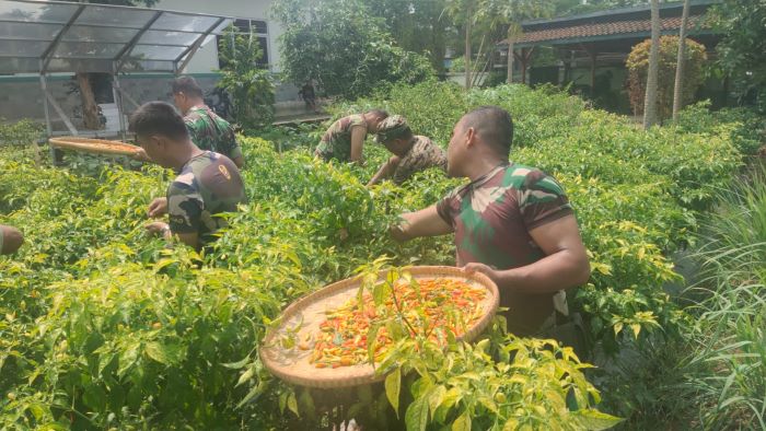 Anggota TNI Koramil 03 Kajen Sukses Tanam Cabai di Lahan Kosong