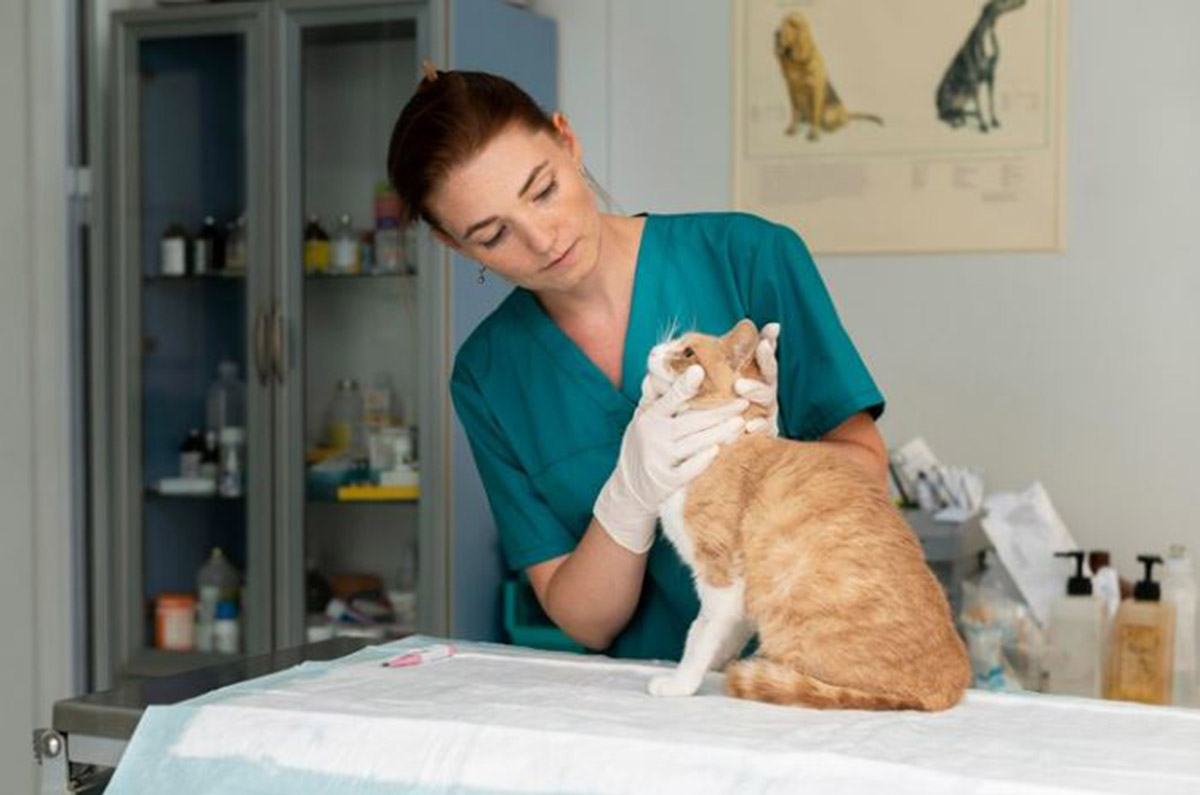 Rekomendasi Shampo Kucing Anti Kutu dan Jamur Terbaik Berbahan Alami, Aman untuk Penggunaan Rutin