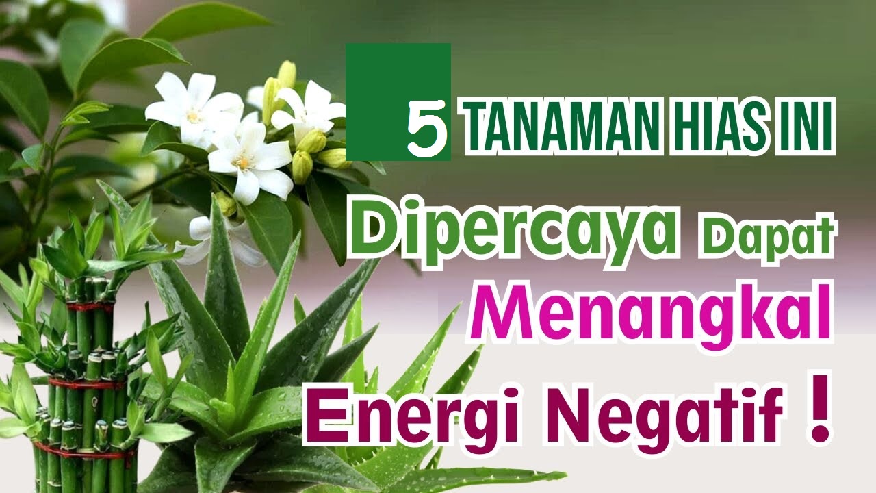 Bawa Keberuntungan, Inilah 5 Tanaman Hias Penangkal Energi Negatif, Ada Anggrek dan Lidah Mertua