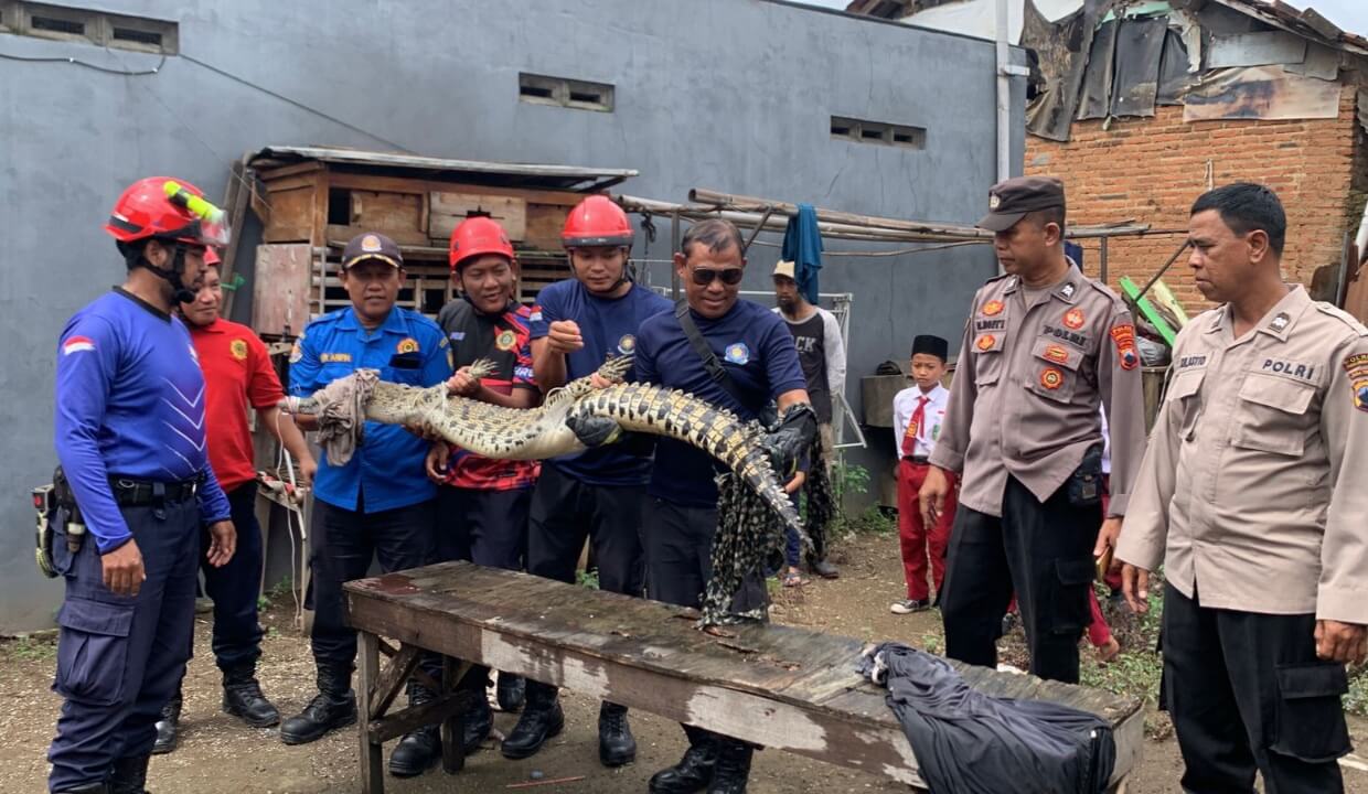 Warga Tangkap Seekor Buaya Muara di Sungai Kuripan Kota Pekalongan, Satu Orang Terluka