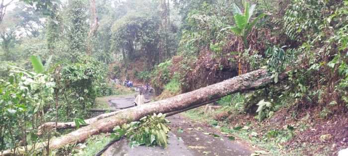 Pohon Tumbang Robohkan 2 Tiang Listrik dan Tutup Akses Jalur Lebakbarang