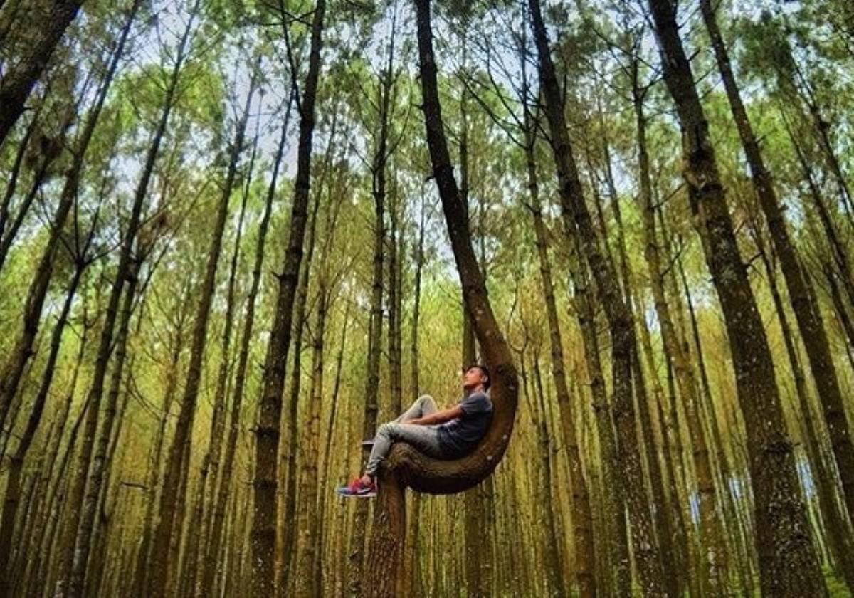 Pas Buat Hunting Foto! Obyek Wisata Hutan Pinus di Jawa Tengah yang Pernah Viral dan Favorit di Tahun 202