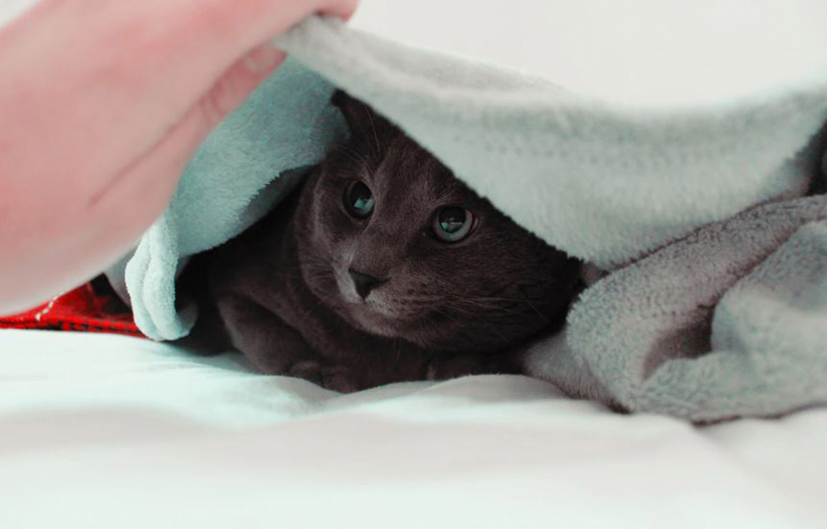 Jenis Shampo Manusia yang Cocok untuk Kucing: Murah dan Mudah Digunakan