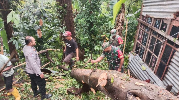 2 Rumah Warga di Desa Lurangung Kandangserang Pekalongan Rusak Berat, Akibat Tertimpa Pohon Tumbang