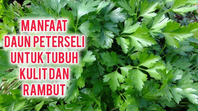 Kaya akan Antioksidan dan Kaya nutrisi, Inilah Manfaat Peterseli untuk Kesehatan