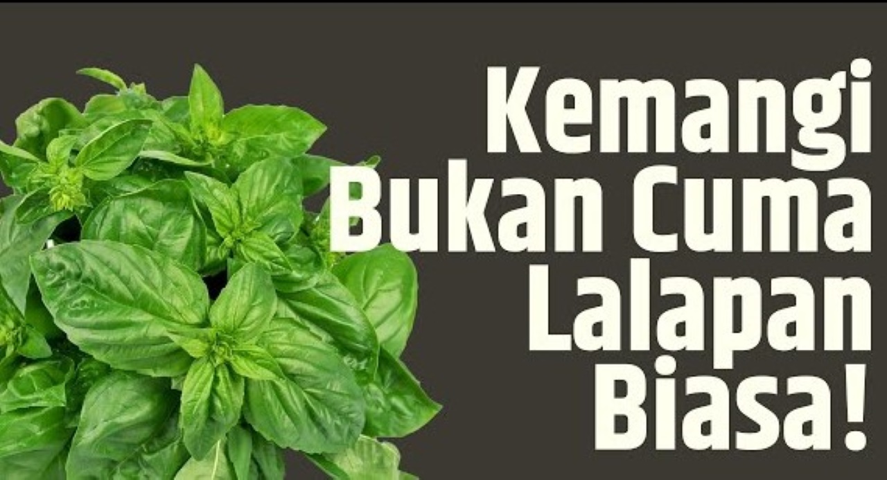 Tidak Hanya Untuk Lalapan Daun Kemangi Bermanfaat untuk Kesehatan Lho, Ini Dia Manfaatnya!