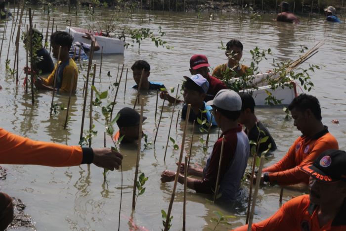 Rob dan Land Subsidence Masih jadi Ancaman di Pesisir Pekalongan, KPW Gandeng Kehati Tanam Mangrove