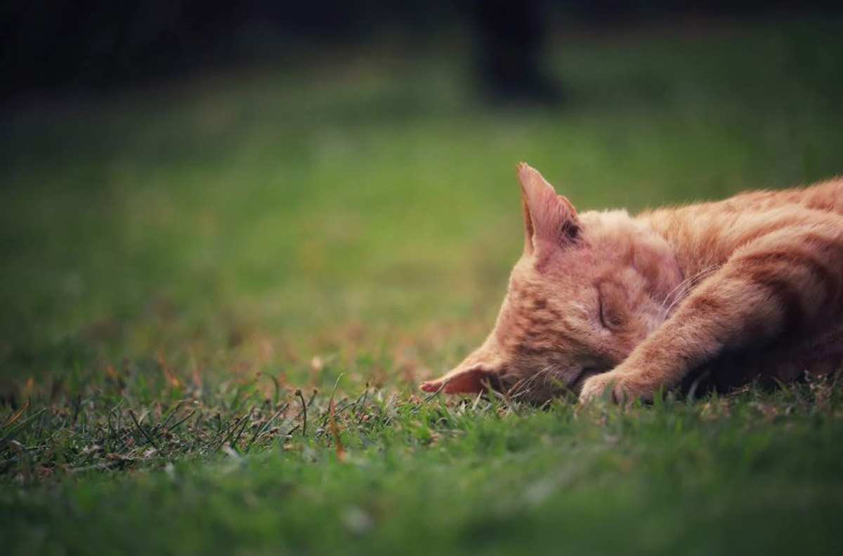 Inilah 10 Ciri-ciri Kucing Mau Mati yang Tidak Boleh Dianggap Sepele, Segera Bawa ke Dokter Hewan Jika Sempat