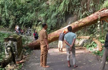 Pohon Besar Tumbang Tutup Jalur Kroyakan, Akses Doro-Petungkriyono Sempat Tertutup