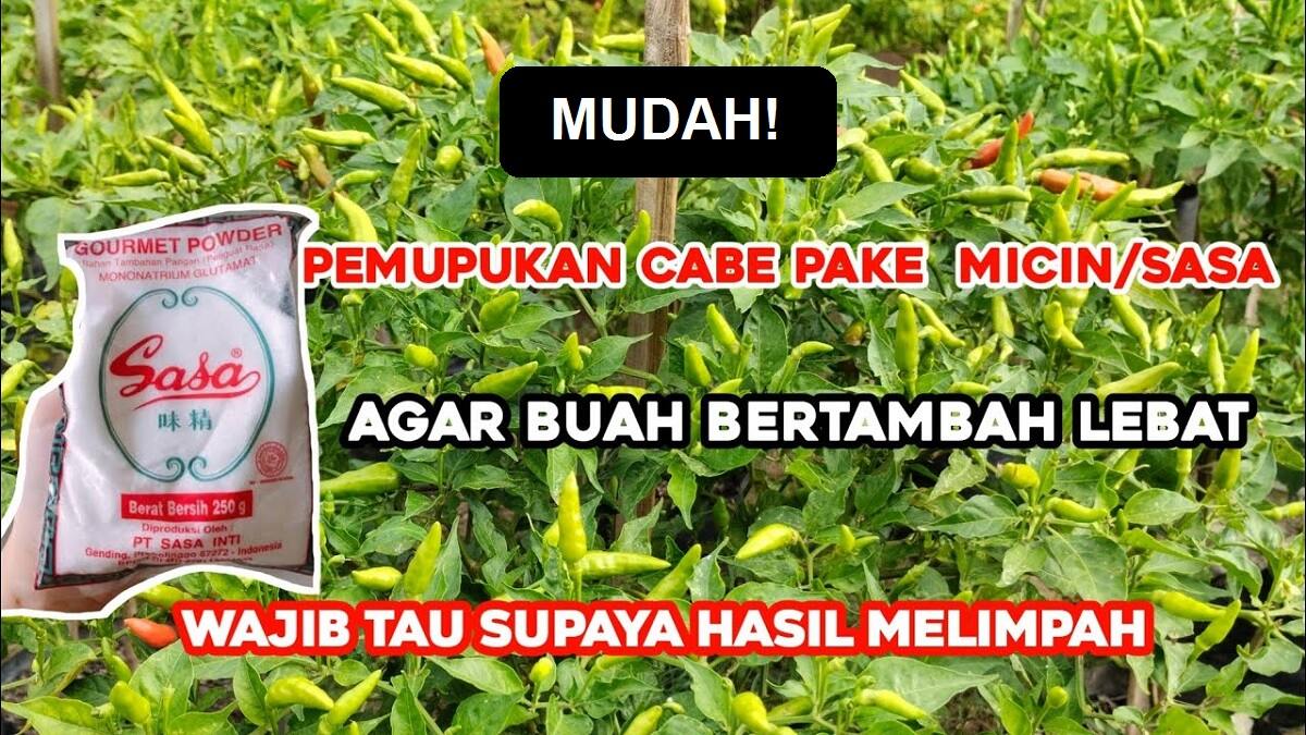 Mudah! Begini Cara agar Produksi Cabai Meningkat Berkali-kali Lipat, Cukup Campurkan Micin dengan 1 Bahan Ini