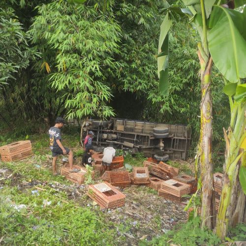 Pecah Ban, Mobil Pengangkut Ayam Masuk Jurang di Kesesi
