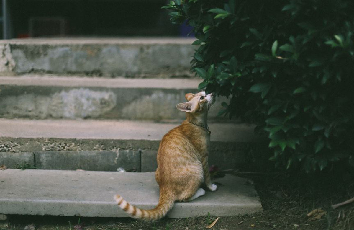 Cara Mengusir Kucing Menggunakan Tanaman Herbal yang Mudah dan Murah, Rumah Dijamin Bebas dari Kucing Liar