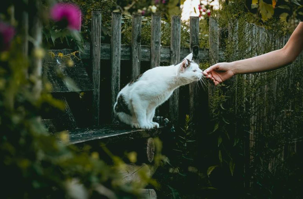 Cari Tahu Pertanda Didatangi Kucing Menurut Primbon Jawa yang Bisa Bantu Buka Pintu Rezeki, Jangan Ditolak!