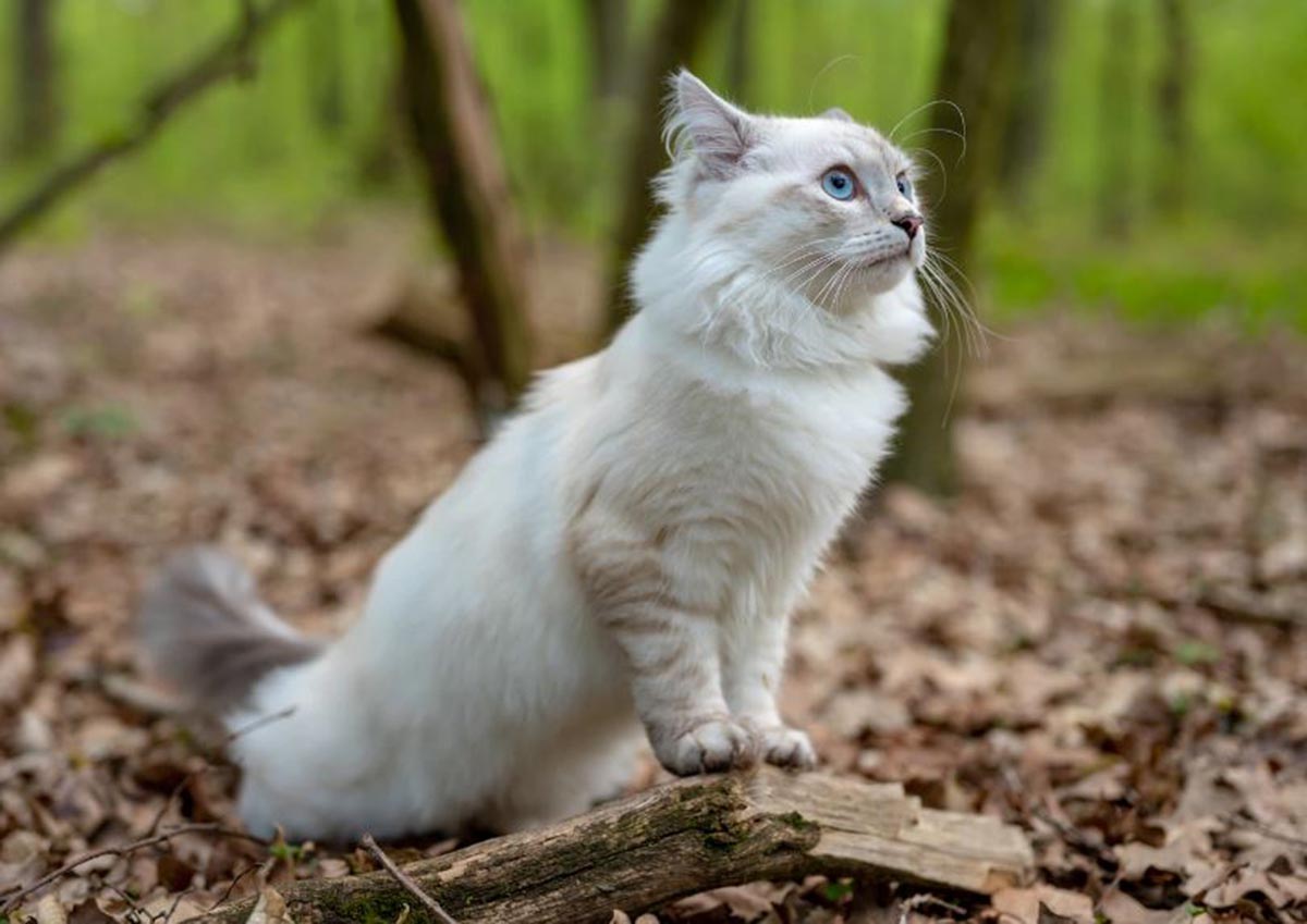 Ternyata Ini Alasan Kenapa Nabi Muhammad Menyukai Kucing: Bukan Sekadar Hewan Peliharaan Biasa