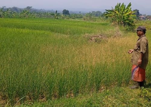 Sawah Mulai Mengering, Petani di Desa Kalimojosari Pekalongan Kelimpungan