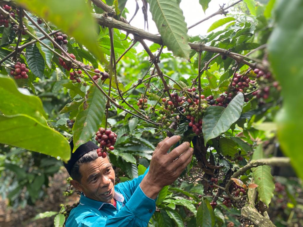 Wow, Kopi Batang Potensial Masuk Pasar Ekspor Eropa Timur 