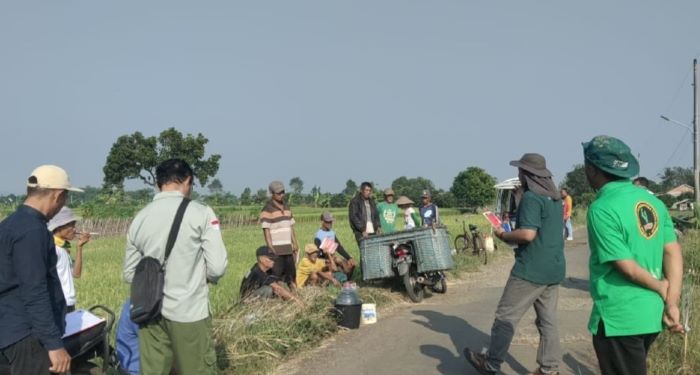 Petani di Pekalongan Kewalahan Hadapi Ledakan Hama Wereng, Produktivitas Padi Anjlok