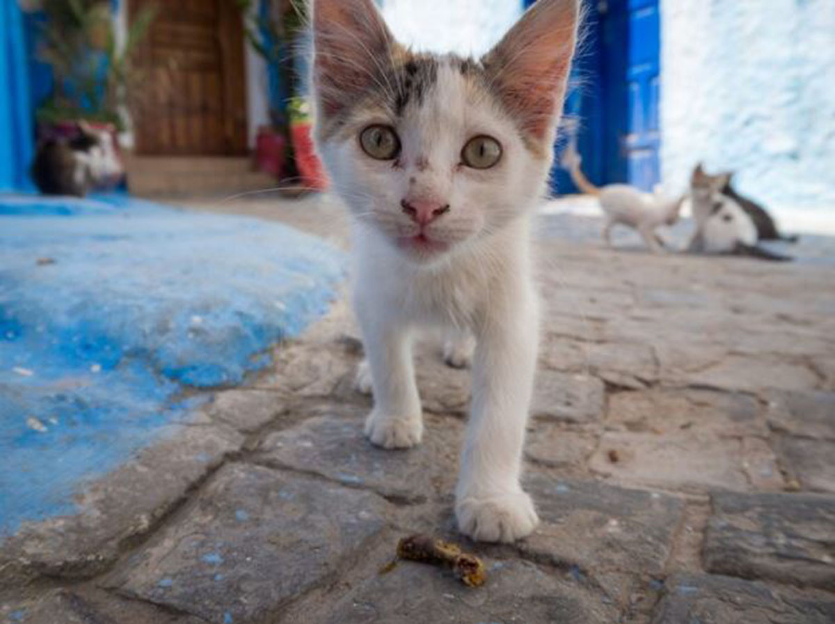 Bukan Sekadar Peliharaan, Inilah Manfaat Memelihara Kucing Kampung yang Tak Banyak Orang Tahu