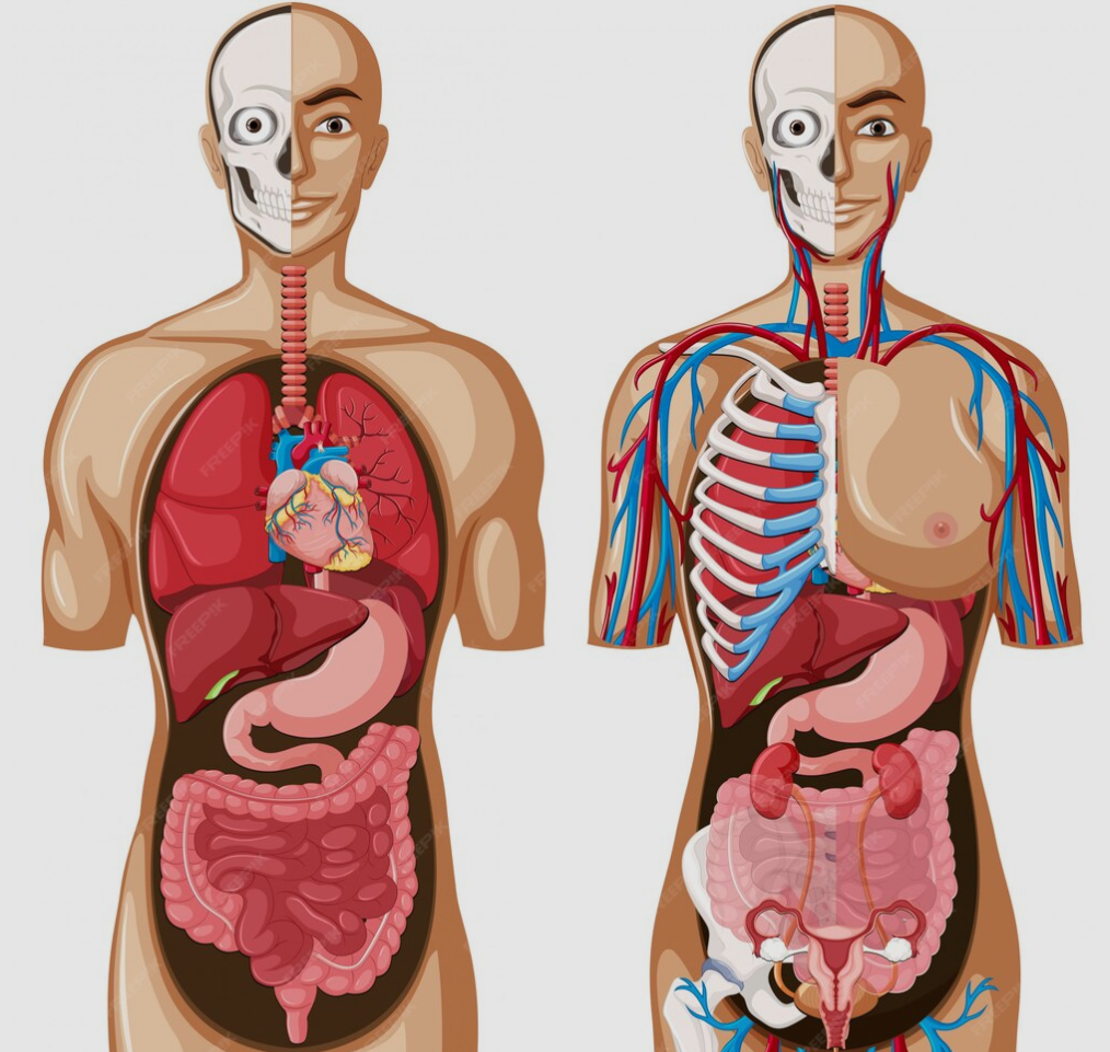 Memprioritaskan Kesehatan: Menyadari Hal yang Ditakuti oleh Organ Tubuh