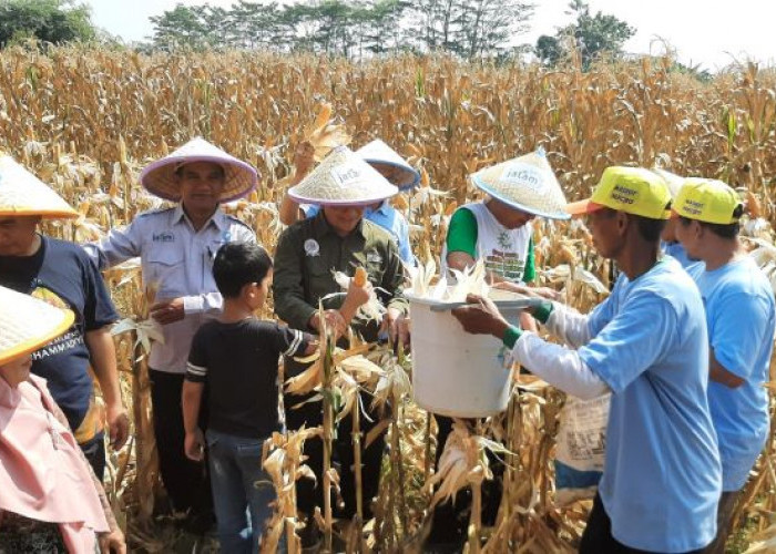 Bukan Cuma Panen Jagung! Muhammadiyah Pekalongan Dirikan Musala di Tengah Kebun, Petani Tetap Salat Berjamaah