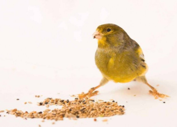 Ini 7 Makanan Burung Kenari agar Cepat Gacor dan Tetap Sehat, Ayok Buktikan Sendiri!