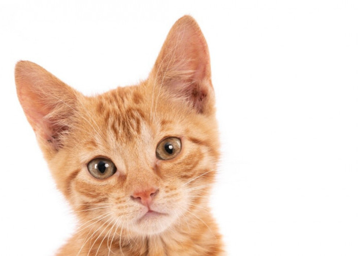 Sudah Tahu Belum, Inilah Fakta Tentang Kucing Oyen, Gak Nyangka Banget!