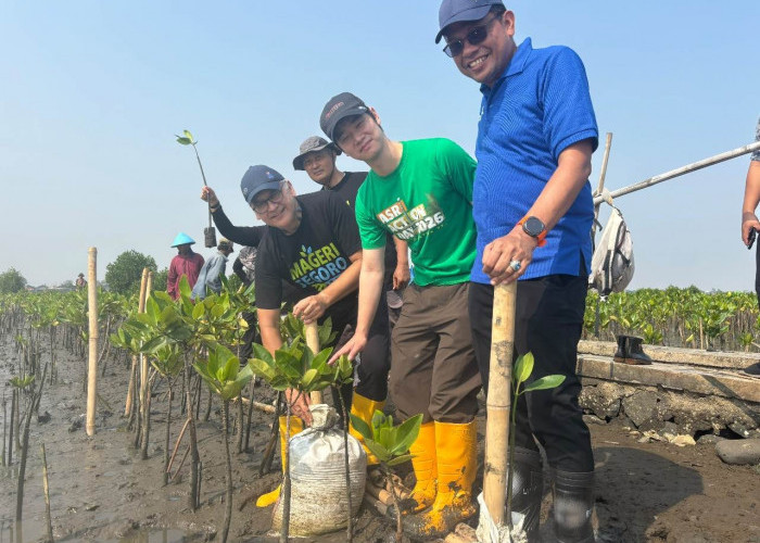 Peringati 1 Tahun Mageri Segoro, DLHK Jateng dan Bhimasena Power Tanam 1.300 Bibit Mangrove di Pesisir Batang 