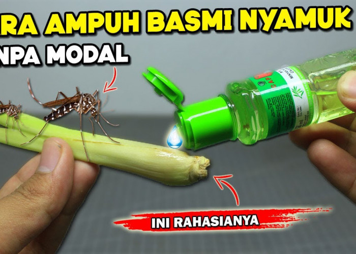 DIY Pengusir Nyamuk yang Ampuh dari Bahan Alami, Kamu Bisa Gunakan Serai dan Bawang Putih