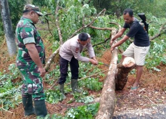 Diguyur Hujan Deras, Pohon Tumbang Tutup Jalur Kajen-Kandangserang