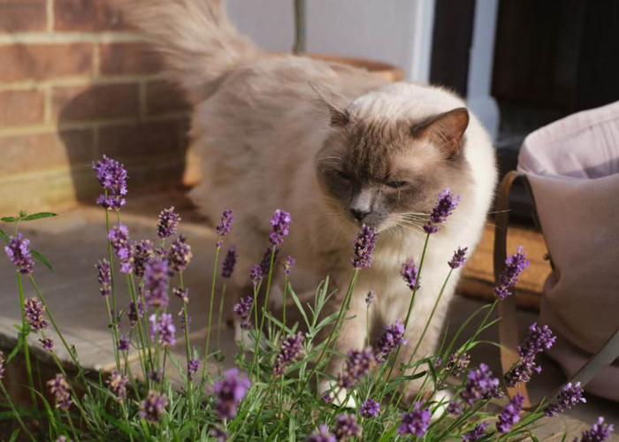 Apakah Kucing Menyukai Aroma Lavender? Simak Penjelasan dari Ahli Kucing Berikut: Hindari Anabul Keracunan