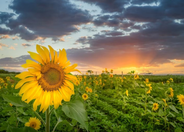 Pemula Wajib Tahu, Inilah 7 Cara Merawat Bunga Matahari agar Berbunga dengan Cantik