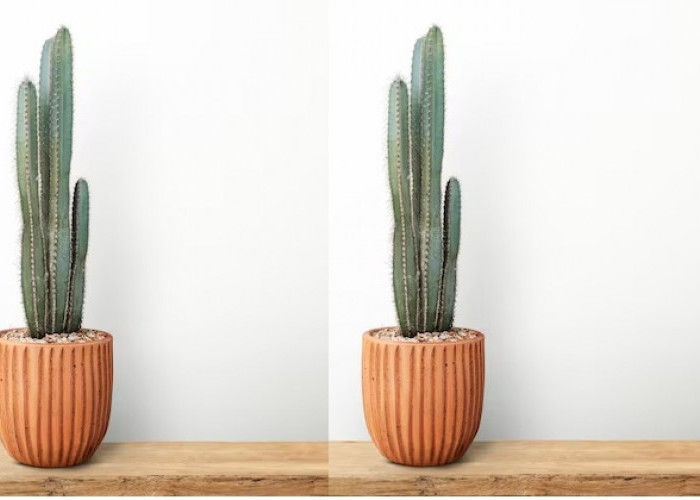 Sangat Mudah, Inilah 3 Cara Menanam Kaktus Koboi Di Dalam Pot, Dijamin Tumbuh Dengan Subur