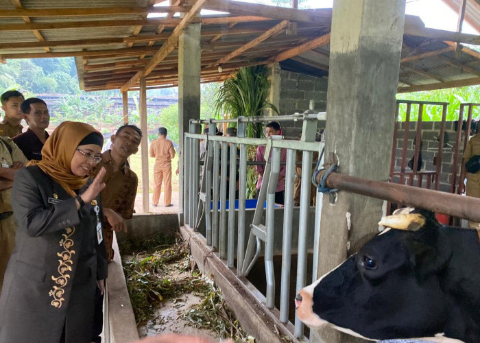 Jalin Kerjasama dengan Nestle Indonesia, Penyetoran Susu dari Peternak Sapi Batang Meningkat hingga 380 Liter