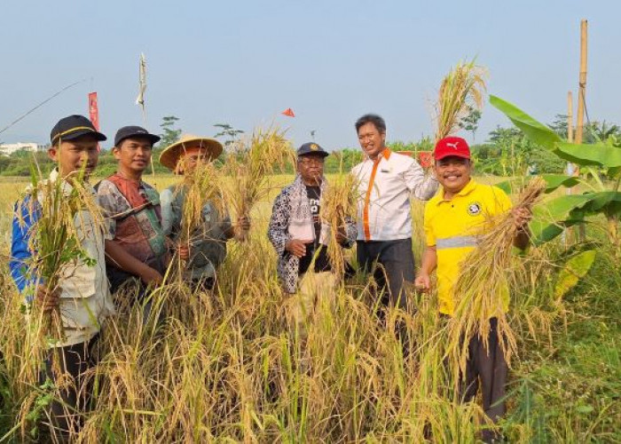 Berdayakan Petani di Kabupaten Pekalongan, MPM PD Muhammadiyah Kabupaten Pekalongan Kembangkan Padi Organik