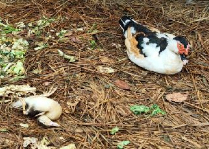 Unggas Mati Mendadak, Waspadai Flu Burung, Ini Gejala, Pencegahan dan Pengobatan Flu Burung Pada Unggas