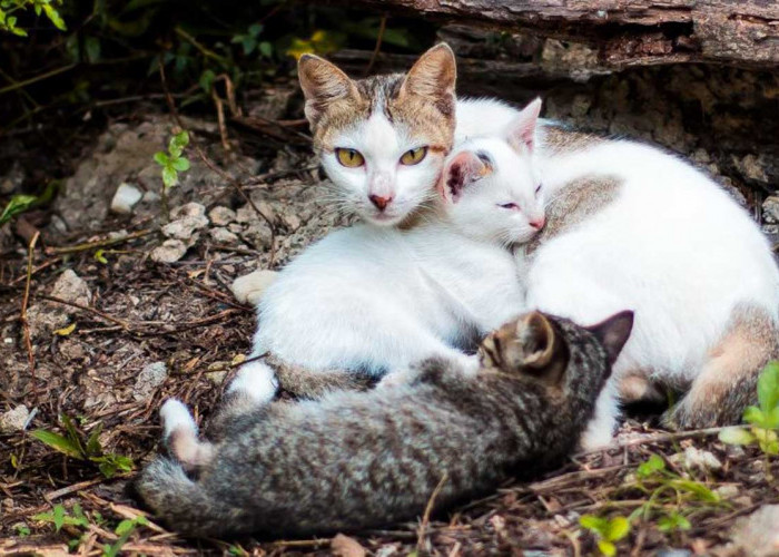 6 Jenis Kucing Kampung Populer untuk Dipelihara: Aktif, Menggemaskan, dan Mudah Dirawat