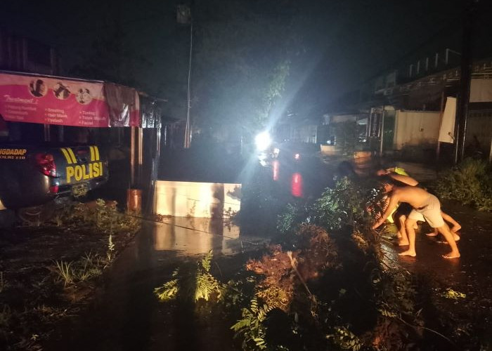 Hujan Deras di Pekalongan, Dua Pohon Tumbang Tutup Akses Jalan Karangdadap dan Sragi