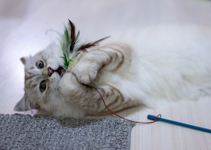 Ini Dia Cara Meningkatkan Mood Kucing yang Ampuh dan Menyenangkan: Anabul Jadi Tidak Mudah Bosan dan Stres